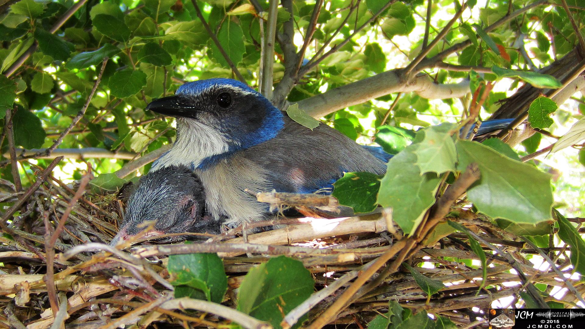 Scrub Jay Nest hen sitting on chick
